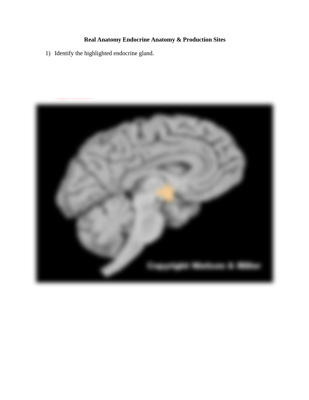 Real Anatomy Endocrine Anatomy & Production Sites.docx_dkuufwe67vy_page1