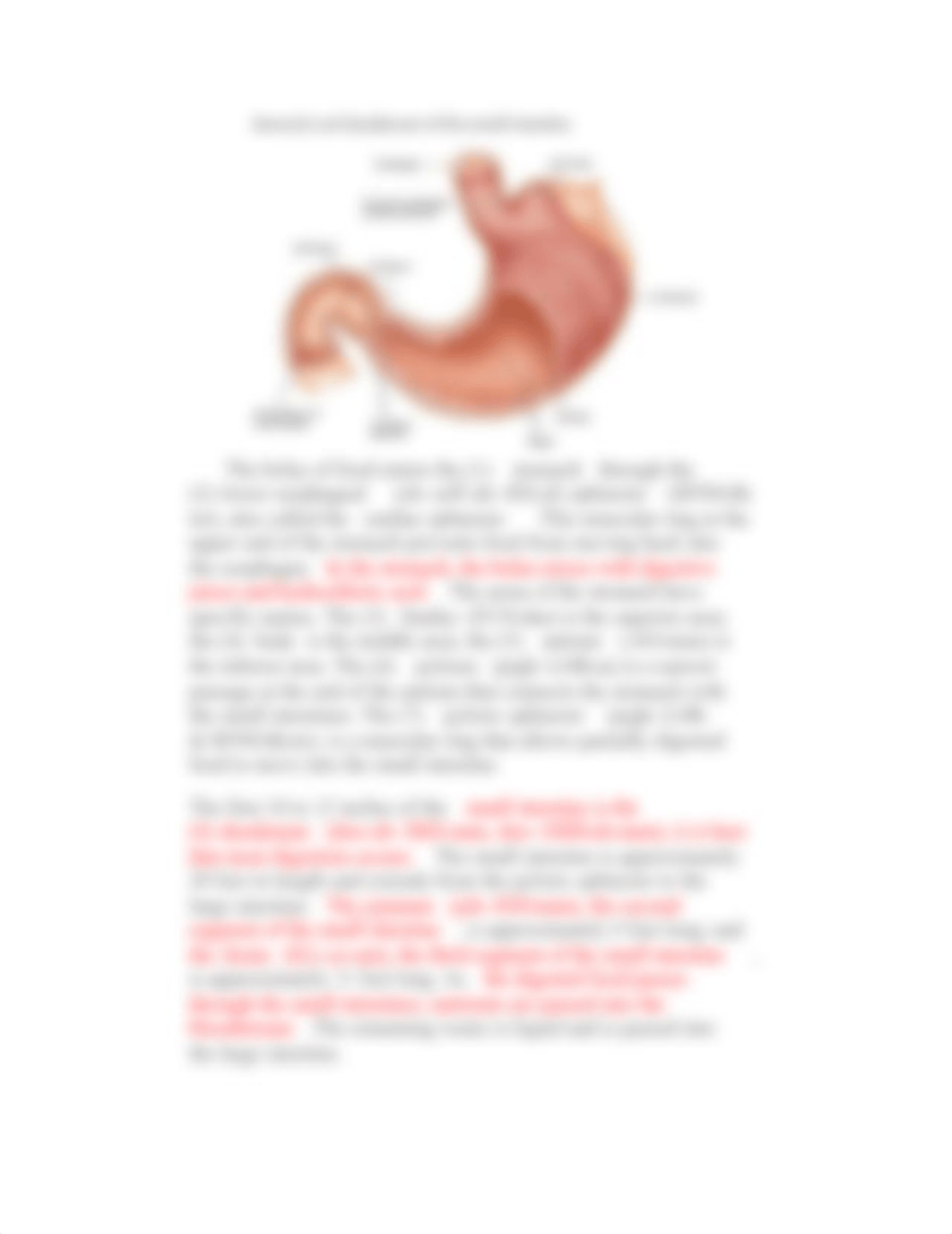 Digestive System.docx_dkuurtzmzlj_page4