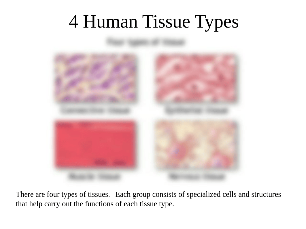 Histology.pptx_dkv1lhpfvad_page4