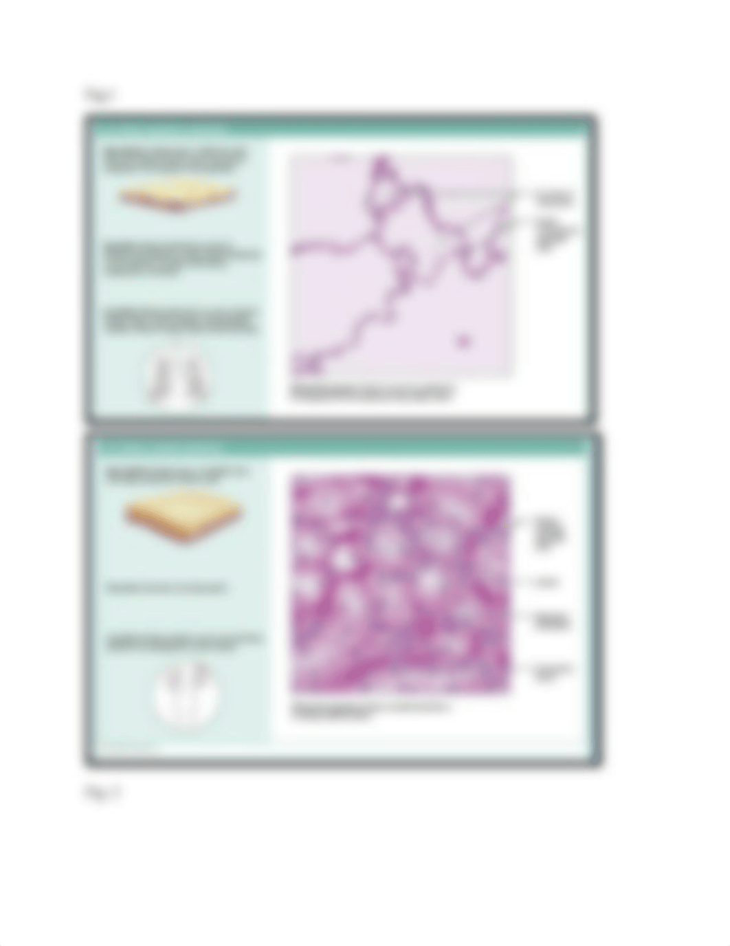 Lab handout # 3 Tissues.pdf_dkwyyen11sy_page3