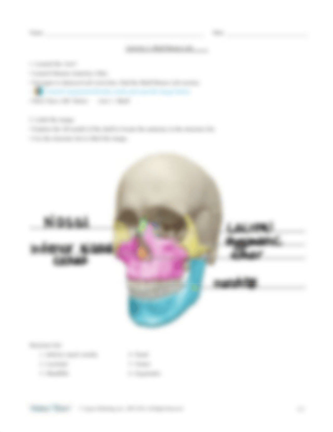 skull-bones-lab-activity.pdf_dkxks91tw9h_page3