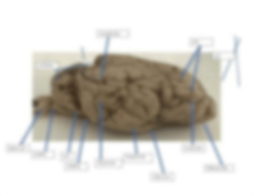 sheep brain dissection.docx_dkxvw5xobj2_page3