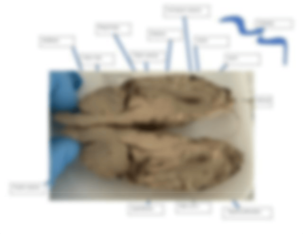 sheep brain dissection.docx_dkxvw5xobj2_page4