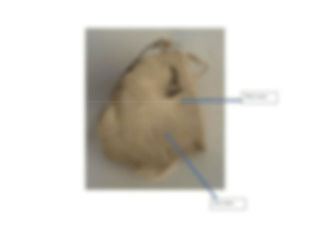 sheep brain dissection.docx_dkxvw5xobj2_page5