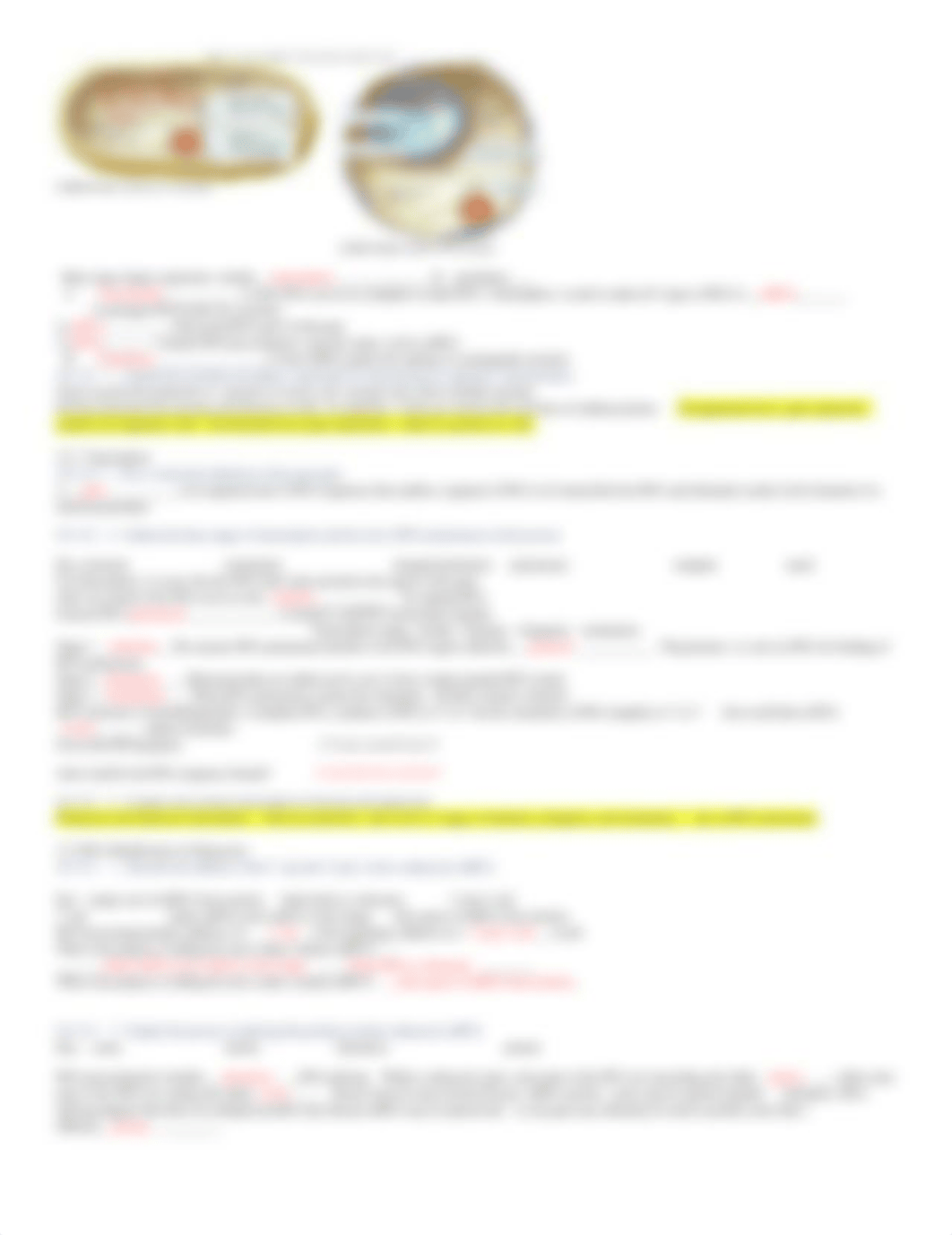 revised guide 12 Brooker 5th Gene Expression at the Molecular Level Answers.docx_dky39n74gnq_page2