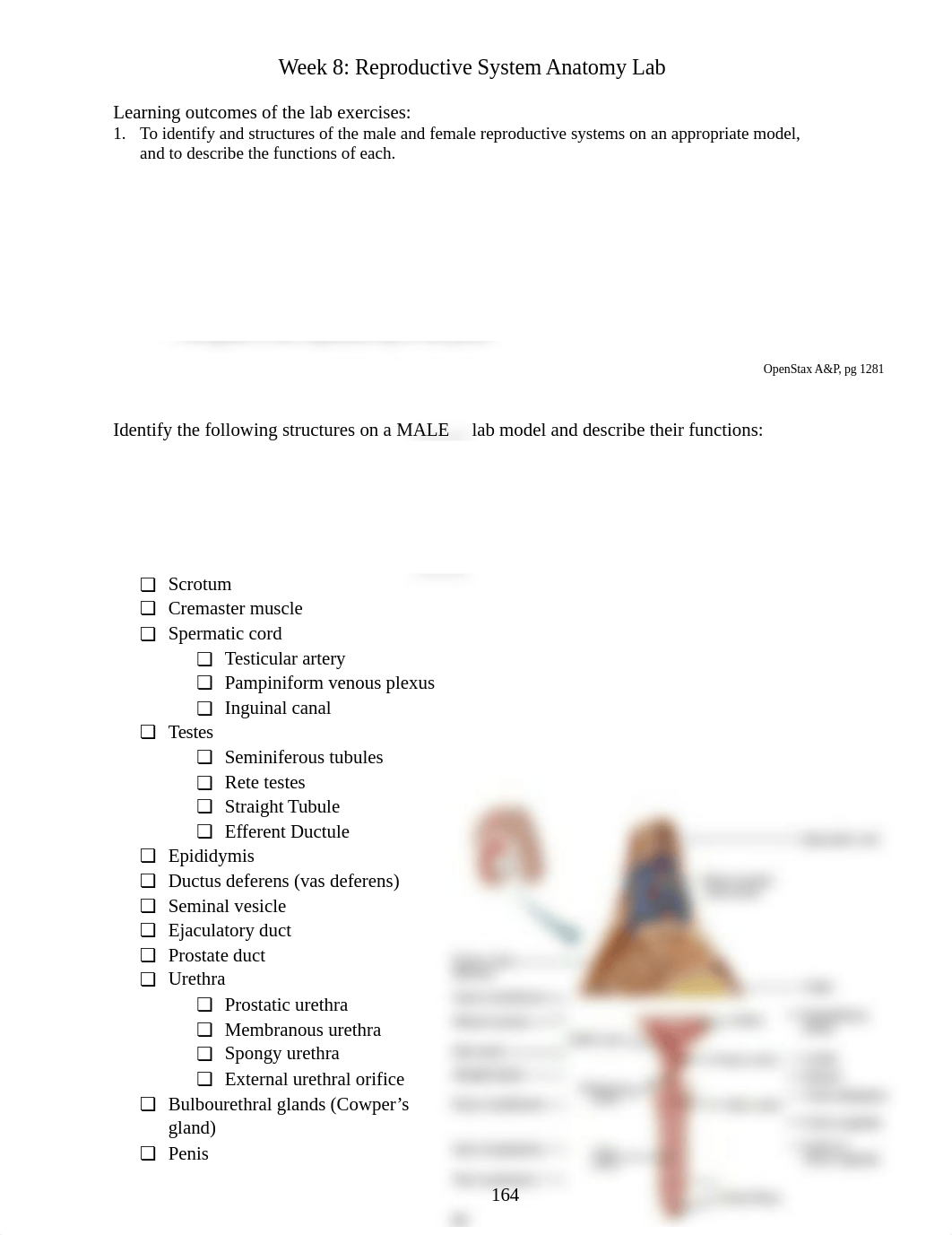 AP2_Reproductive_System_Anatomy_Lab.docx_dky9ik1ndmi_page1