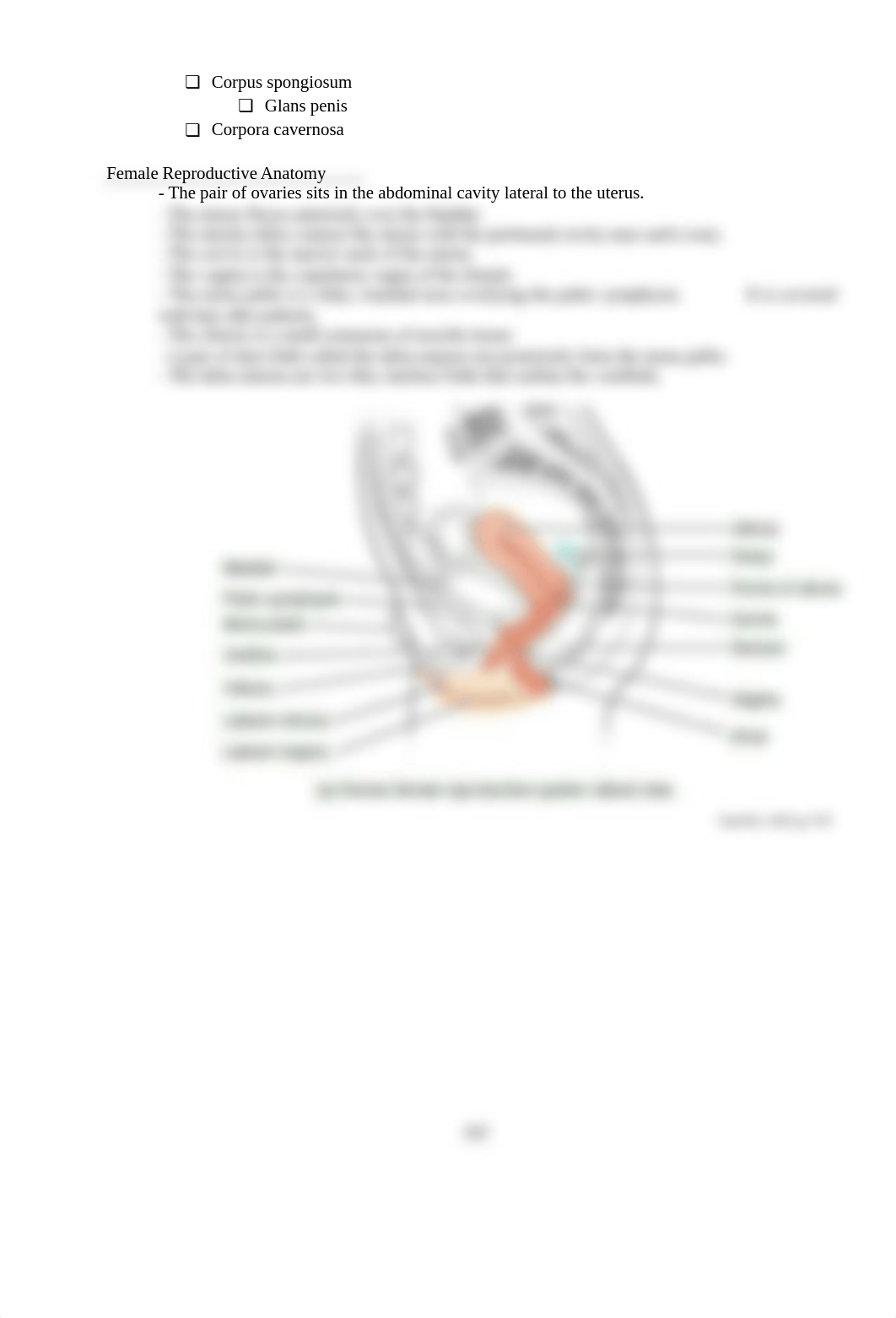 AP2_Reproductive_System_Anatomy_Lab.docx_dky9ik1ndmi_page2