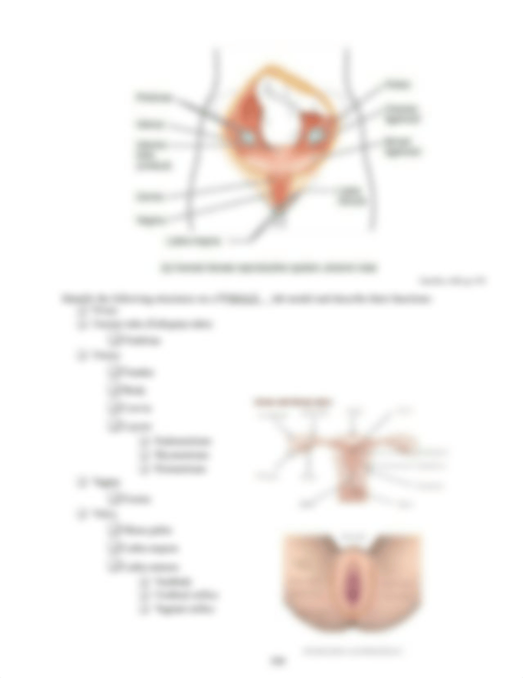 AP2_Reproductive_System_Anatomy_Lab.docx_dky9ik1ndmi_page3