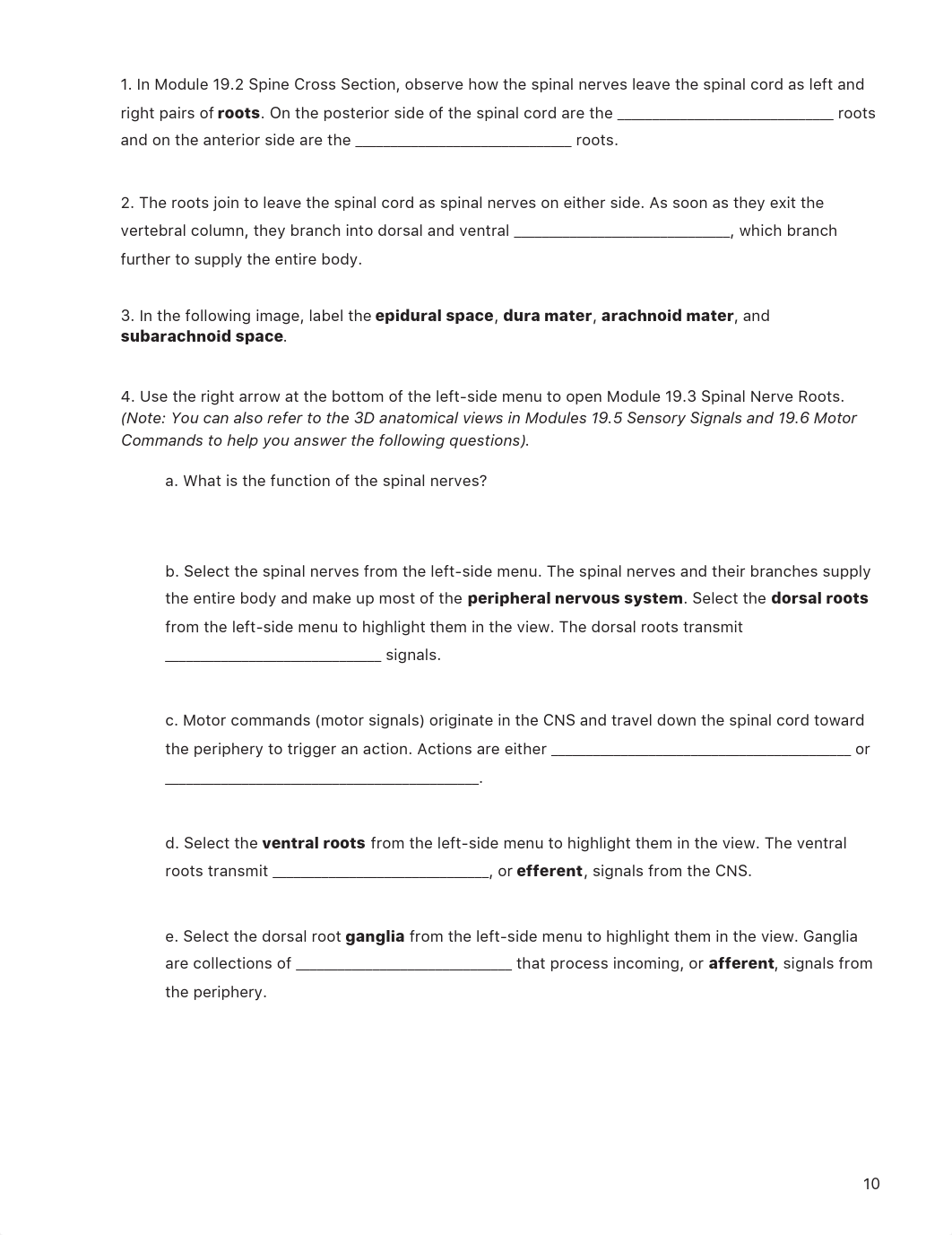 Lab_3-NervousSystem.pdf_dkyctt304tj_page5