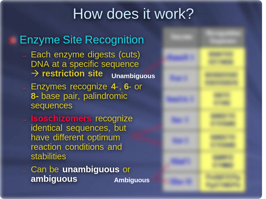 restriction_digestion_and_analysis_of_lambda_dna_ppt.pdf_dkzyeefakdz_page4