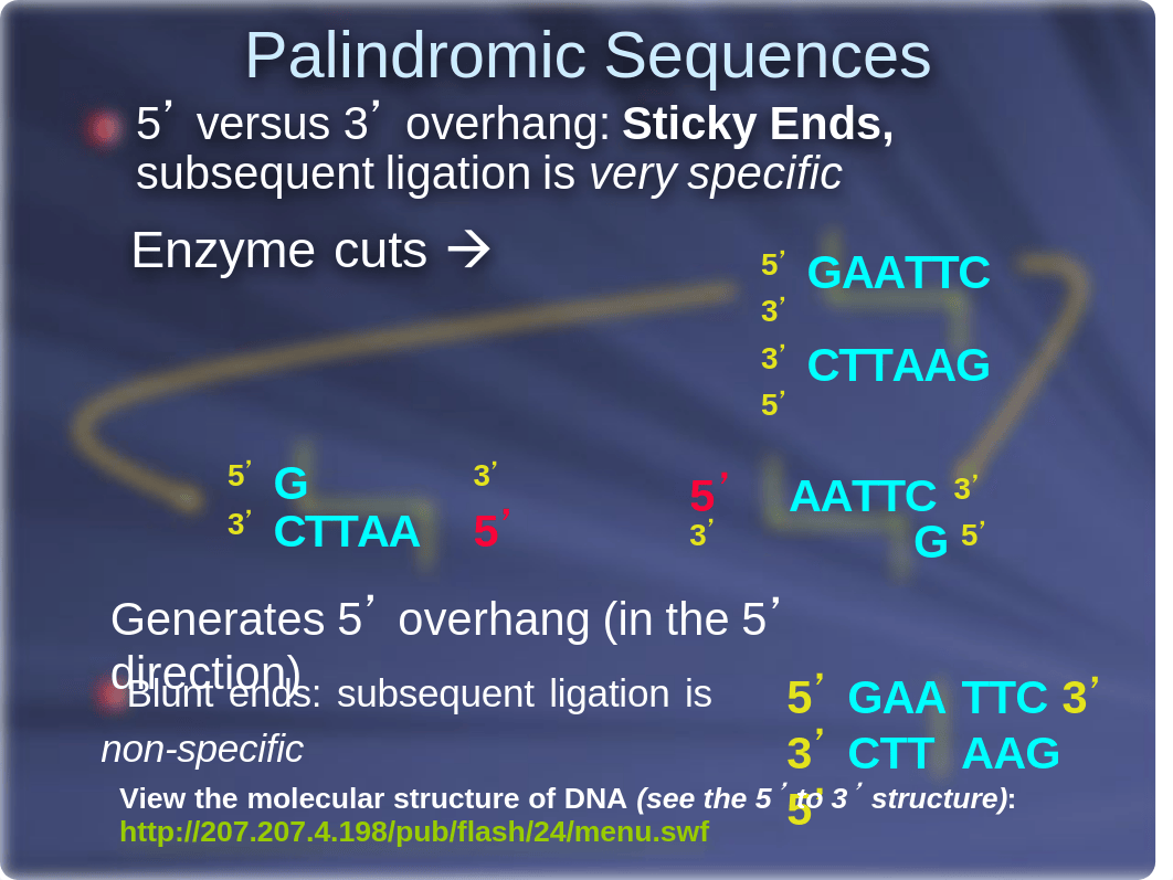 restriction_digestion_and_analysis_of_lambda_dna_ppt.pdf_dkzyeefakdz_page5