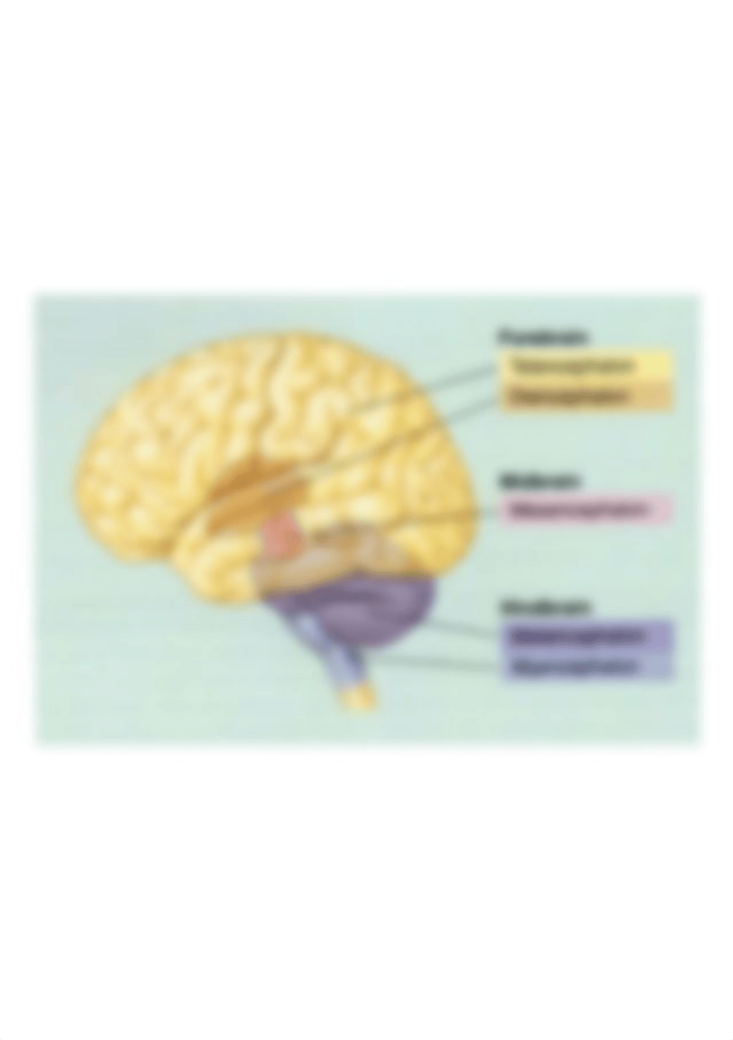 forebrain midbrain hindbrain.png_dl0551b9scd_page1