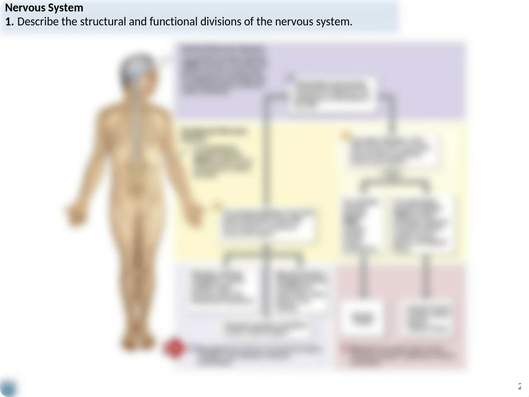168-10 Nervous Tissue FA18 Lecture.pptx_dl05od9jbz6_page2
