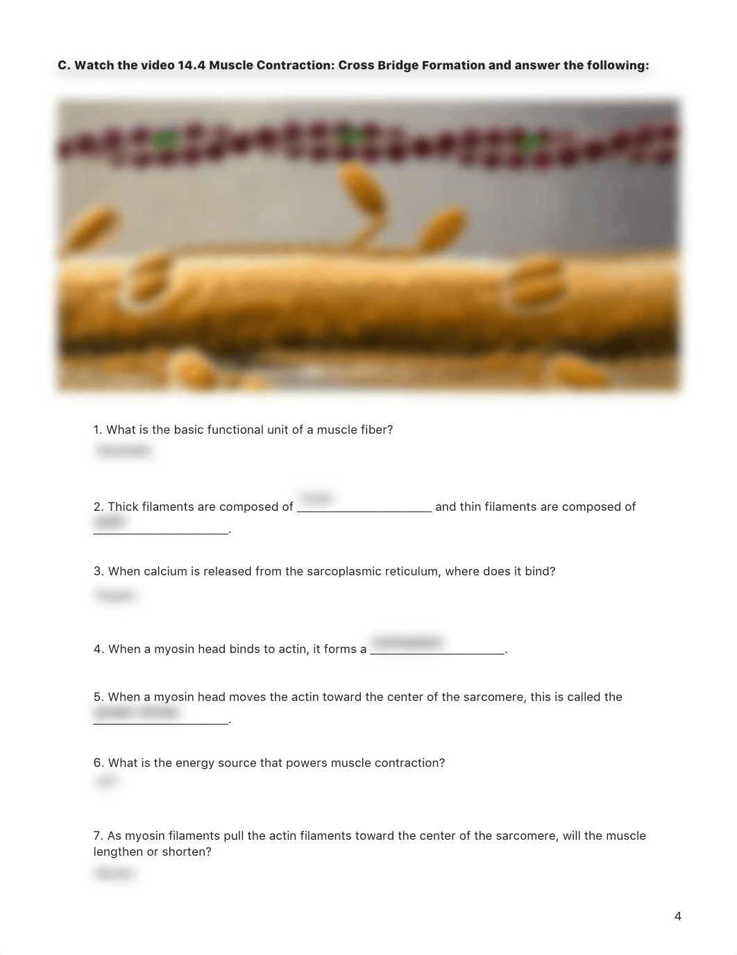 MuscleTissue&Muscles-2.pdf_dl0q05rgmz4_page4