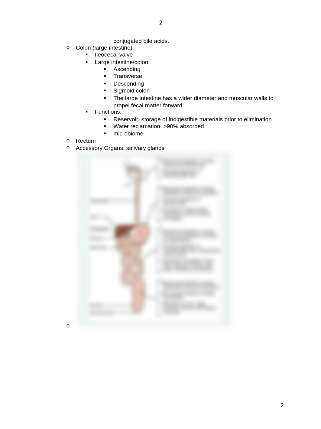 Dr. Voigt Digestive Tract Lectures.docx_dl14v7cu44z_page2