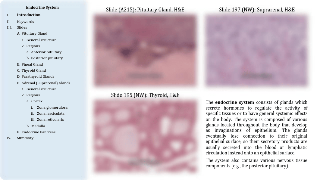 16 - Endocrine System.pdf_dl1bq94g72q_page2