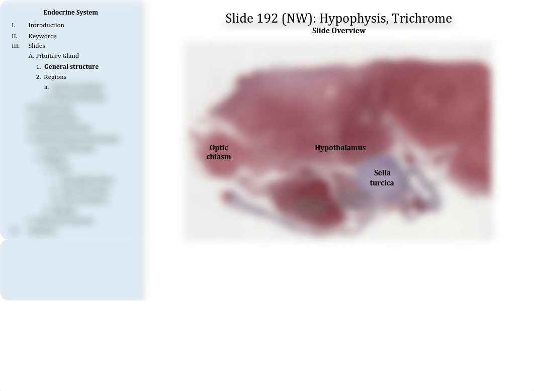 16 - Endocrine System.pdf_dl1bq94g72q_page4