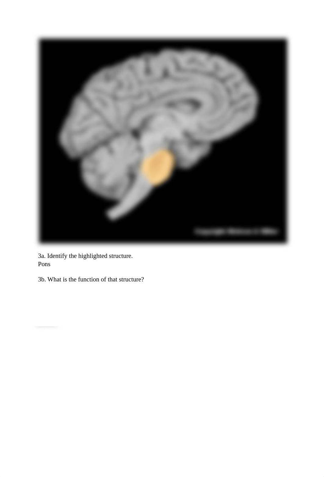 13.1+Brain+anatomy+_+structure+function+worksheet (1).pdf_dl1fpc1uar2_page3