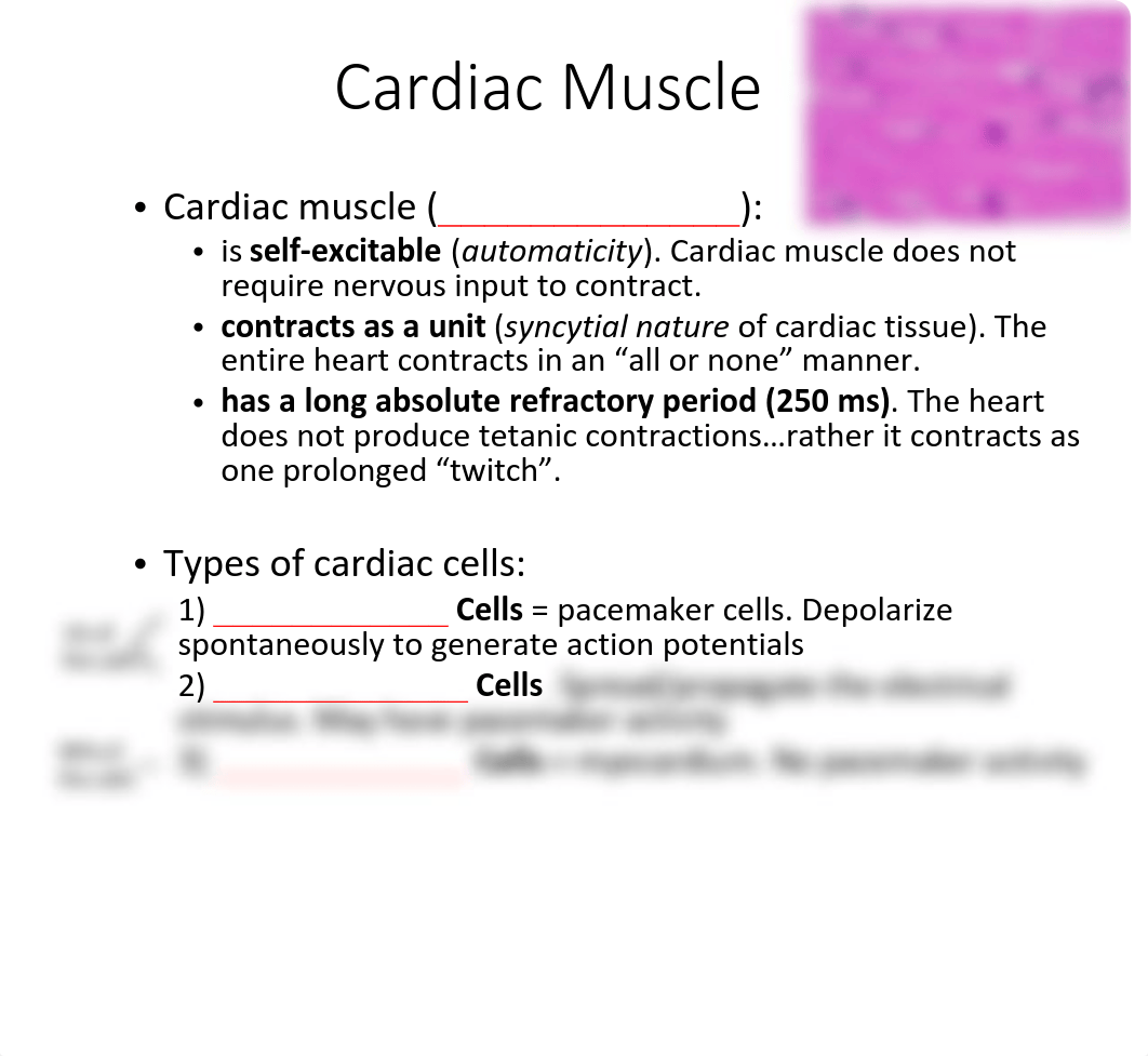 Cardiovascular System-Heart Physiology (1).pdf_dl2mng756fb_page4