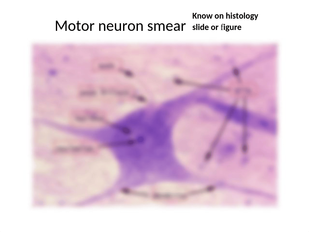 Lab Practical #5 - Nervous System_dl2z7qfcbjx_page3