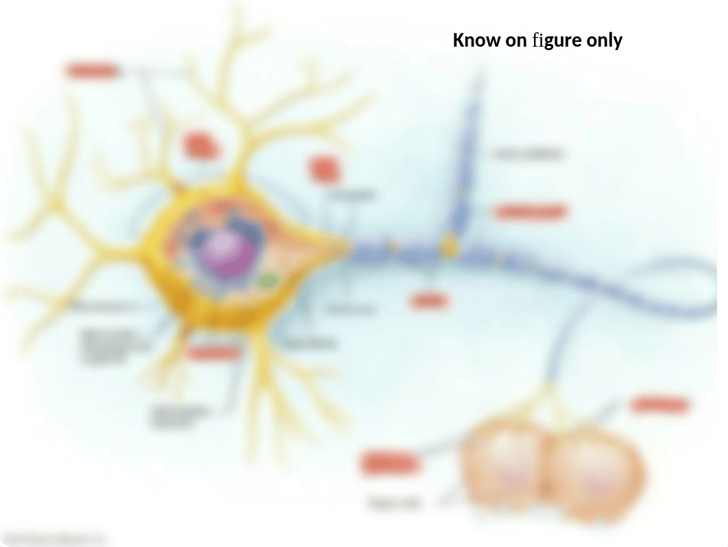 Lab Practical #5 - Nervous System_dl2z7qfcbjx_page2