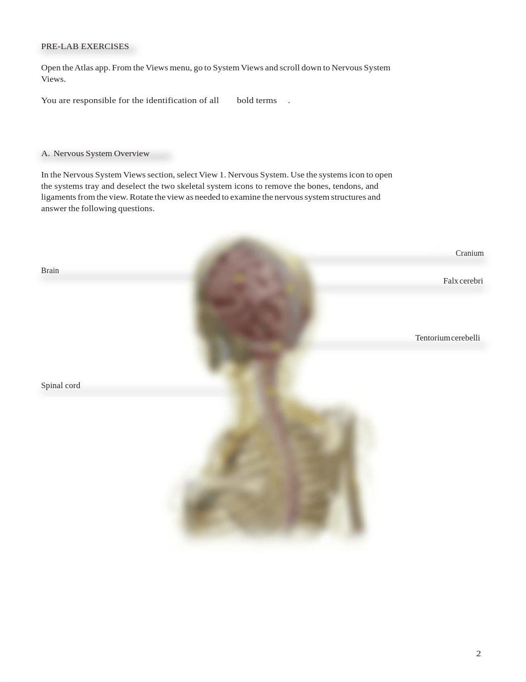 Brain.pdf_dl37rtzd92j_page2