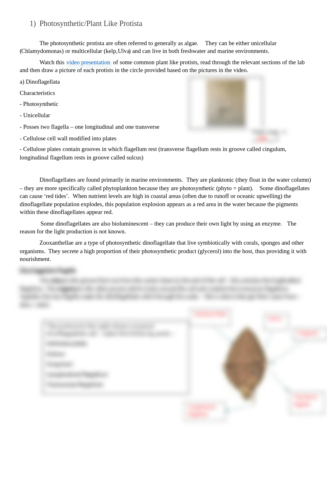 Protista Lab.docx_dl37vus267a_page2