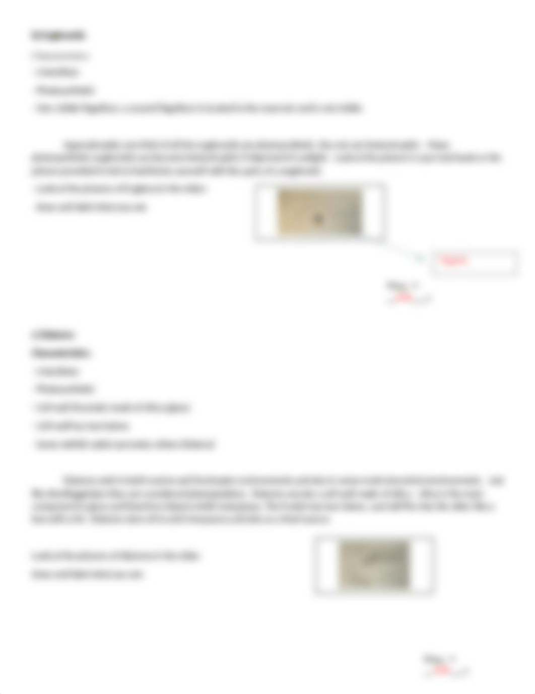 Protista Lab.docx_dl37vus267a_page3