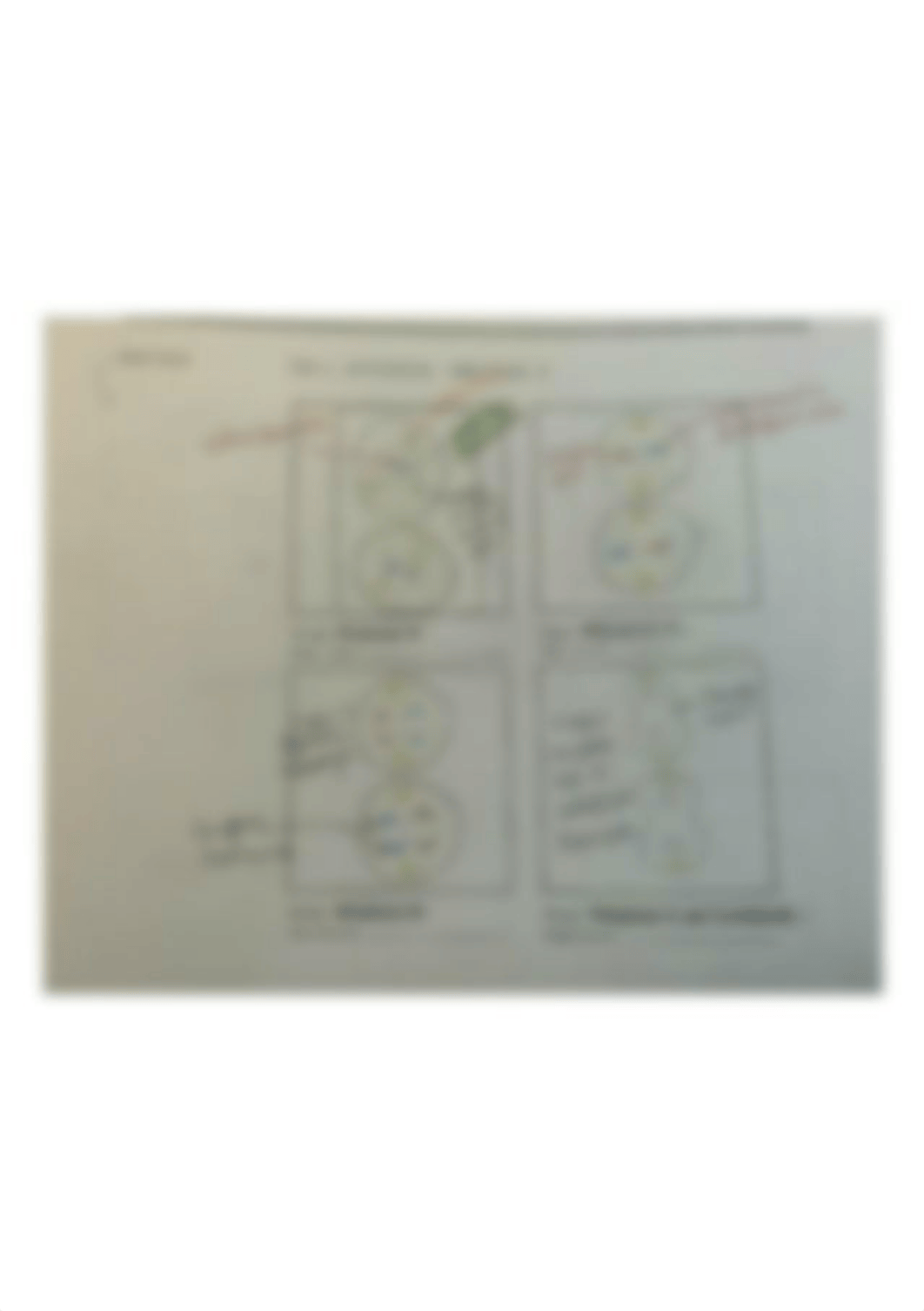 Lab 9 cell Division Mitosis 2 Drawings.jpg_dl3k2043ll9_page1