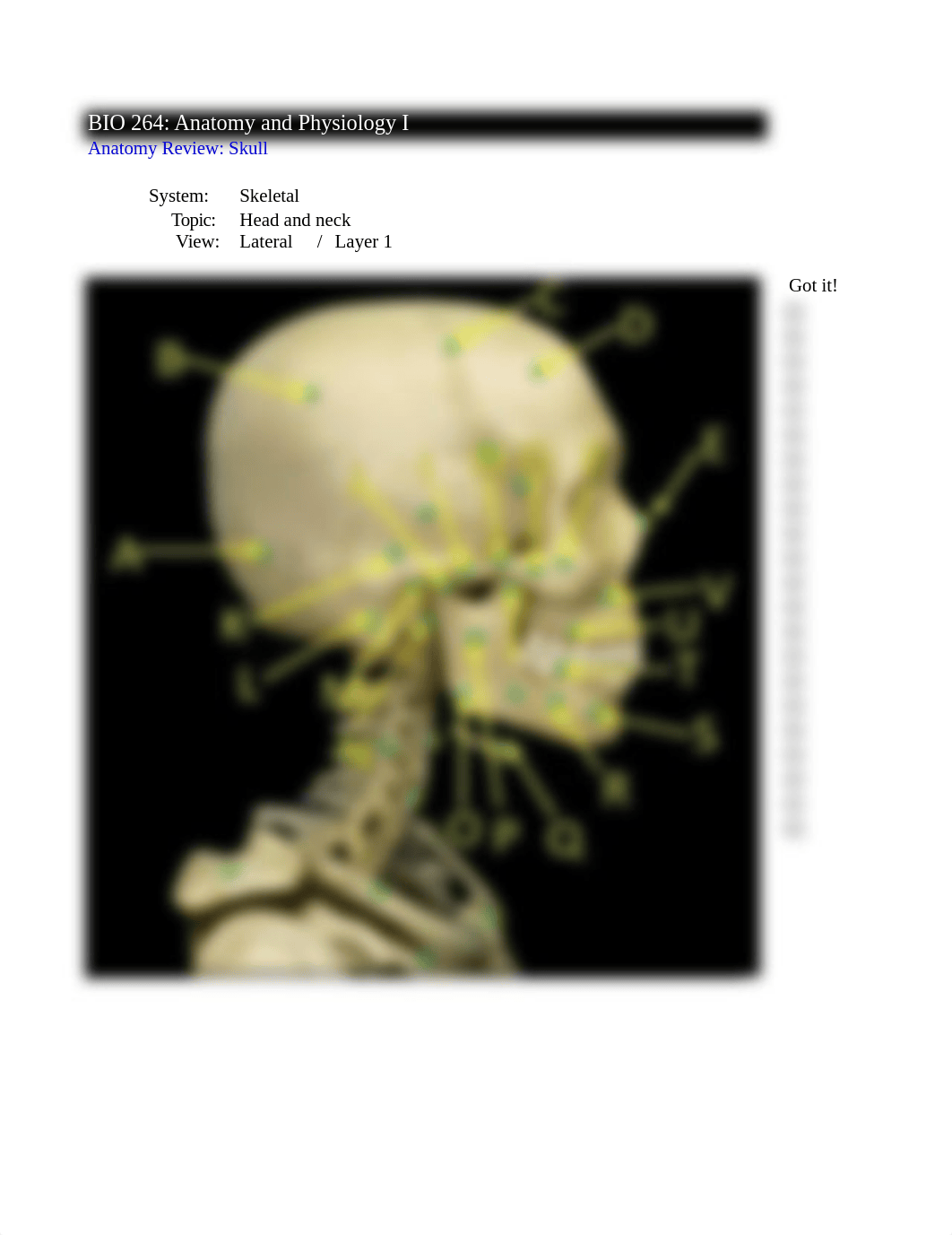 Skeletal Anatomy Lab 1_Practice_dl3n105klmh_page3