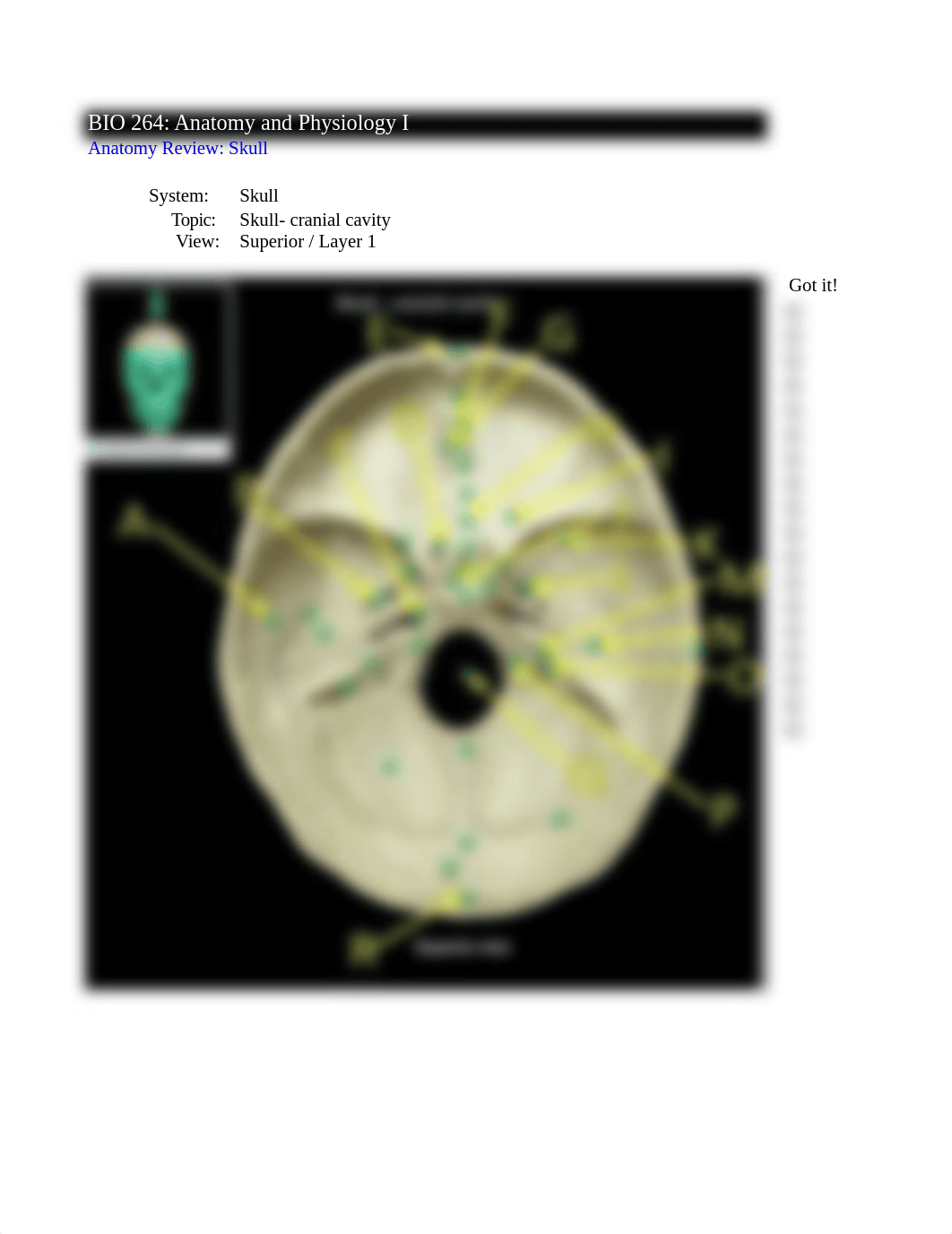 Skeletal Anatomy Lab 1_Practice_dl3n105klmh_page1