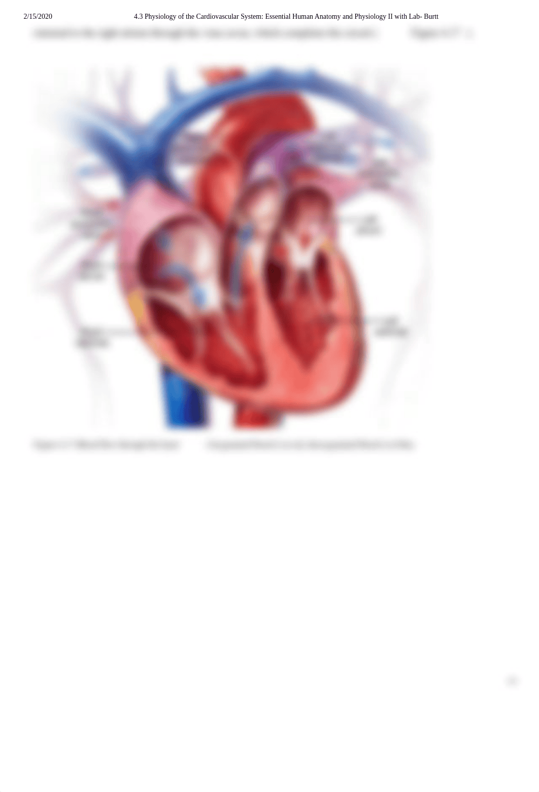 4.3 Physiology of the Cardiovascular System_ Essential Human Anatomy and Physiology II with Lab- Bur_dl49bczqgg7_page3