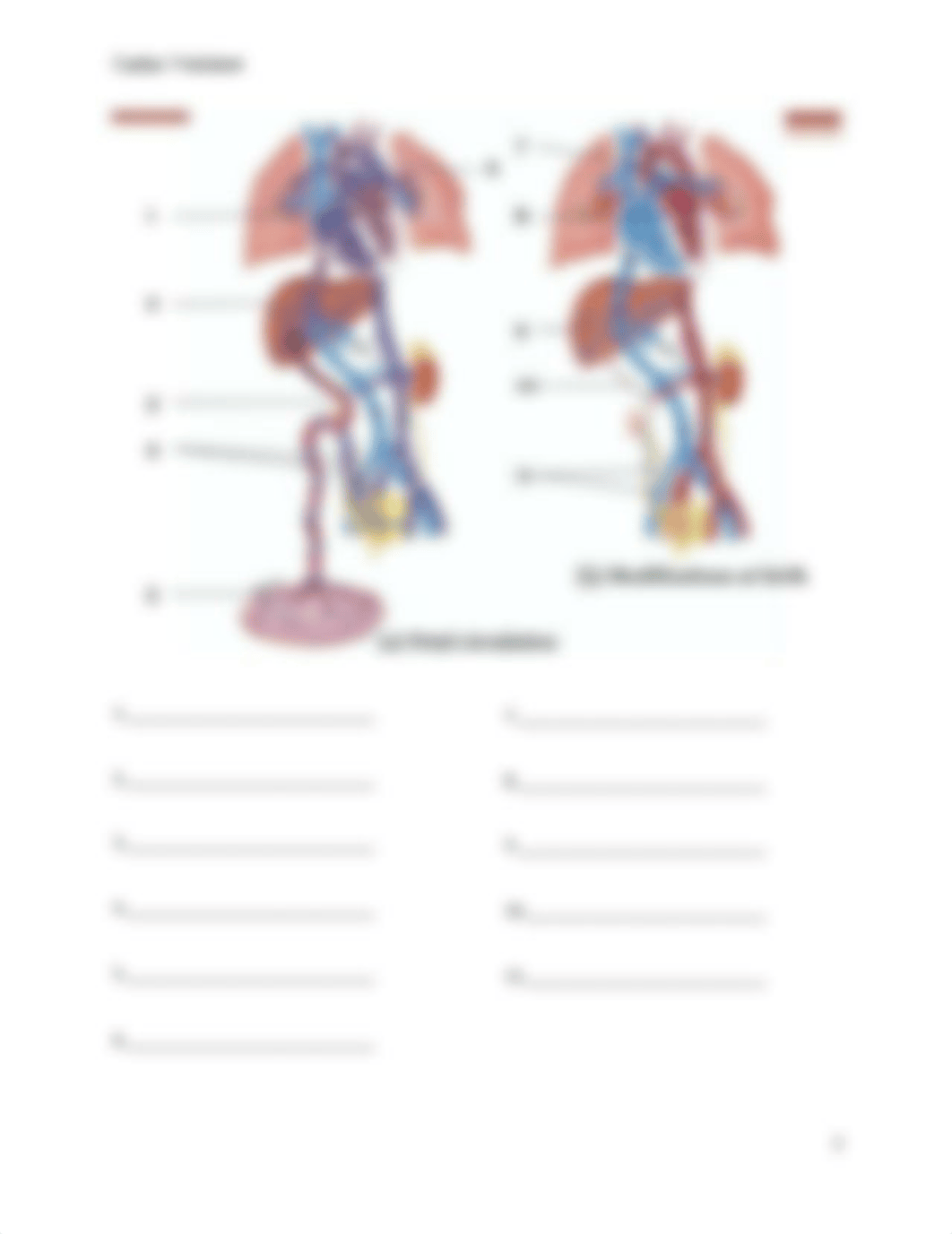 Cardiac Worksheet.docx_dl4nc91ktr3_page2