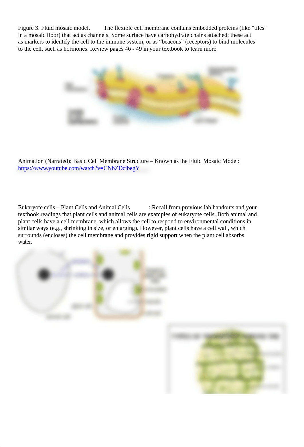 Lab 5 Membrane Diffusion and Osmosis Contemporary Biology Online2020(1).docx_dl54ghwb7nv_page2