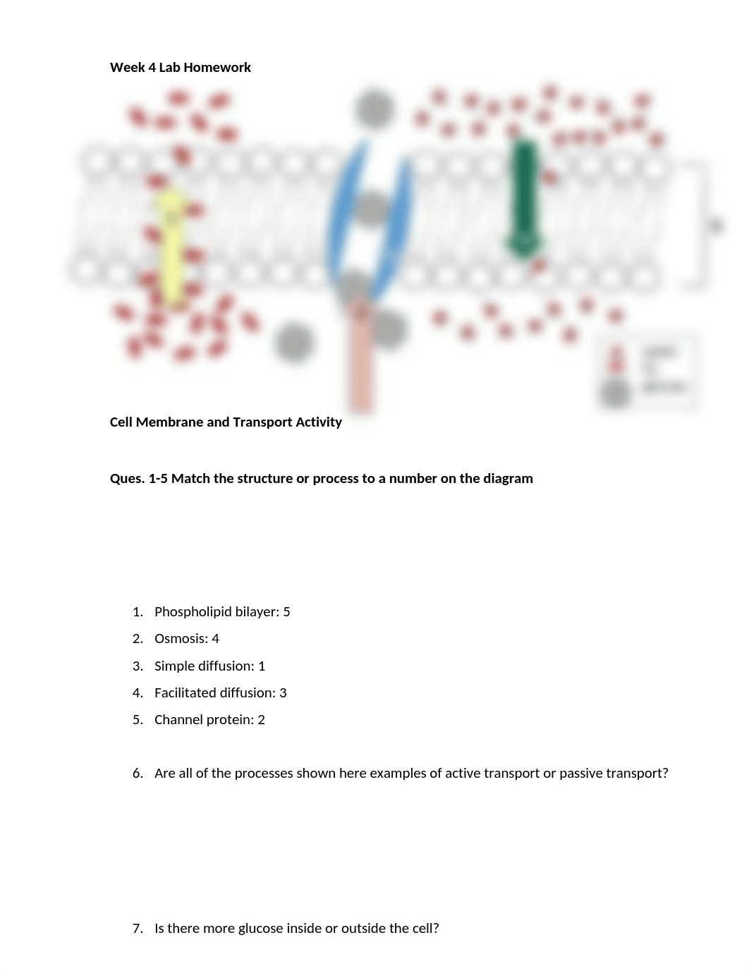 Week 4 Lab activity.docx_dl5sv4hyp3n_page1