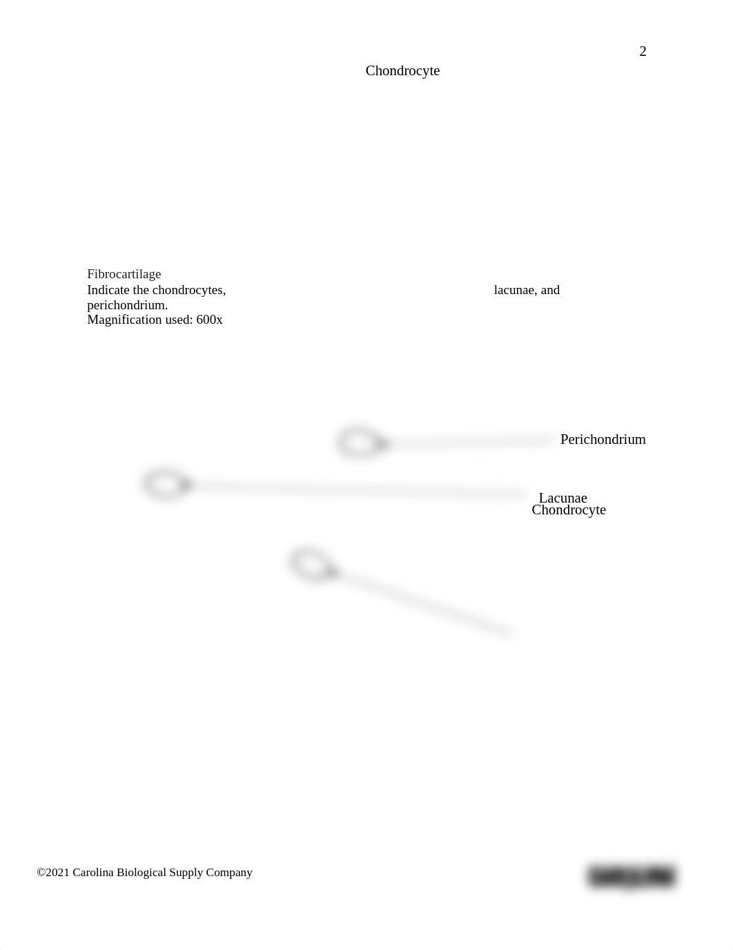BIO201-Introduction-to-Histology_Cartilage-and-Bones_Answer-sheet_.docx_dl6or764z0c_page2