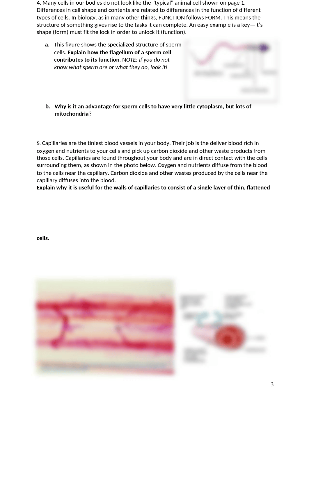 Activity 3 Cells.docx_dl75x58123u_page3