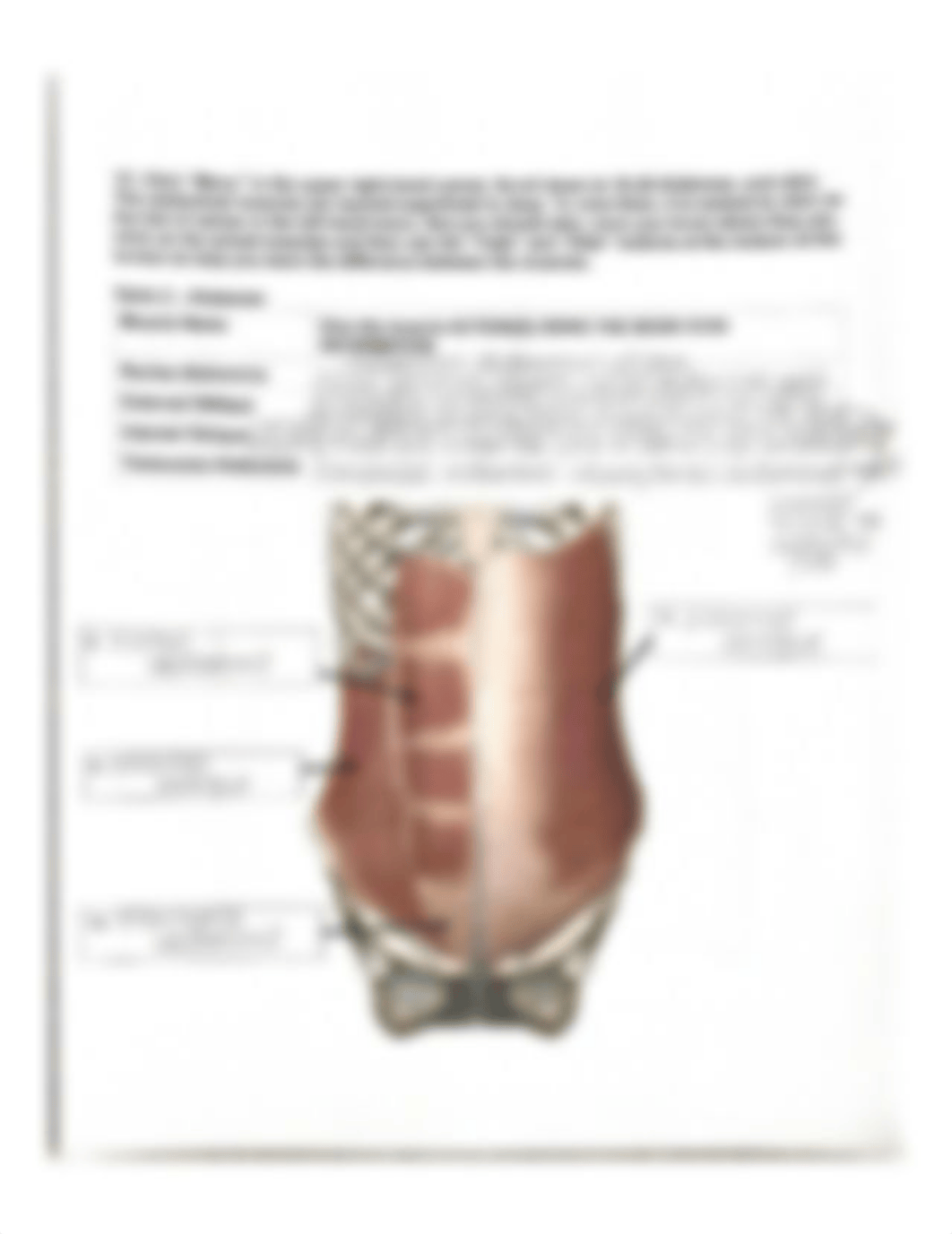 BIOLOGY 210 MUSCLE ANATOMY VIA VISIBLE BODY.pdf_dl7qduq8mko_page5