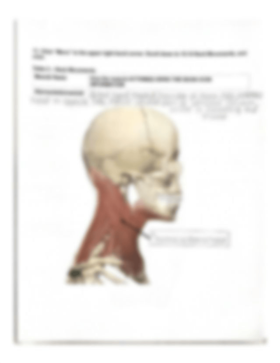 BIOLOGY 210 MUSCLE ANATOMY VIA VISIBLE BODY.pdf_dl7qduq8mko_page4