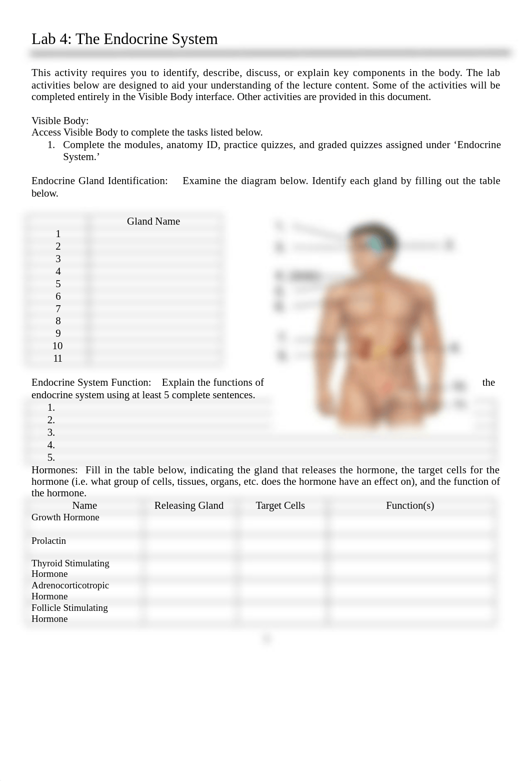 Lab 4 Endocrine System.docx_dl7vnv0q4iu_page1