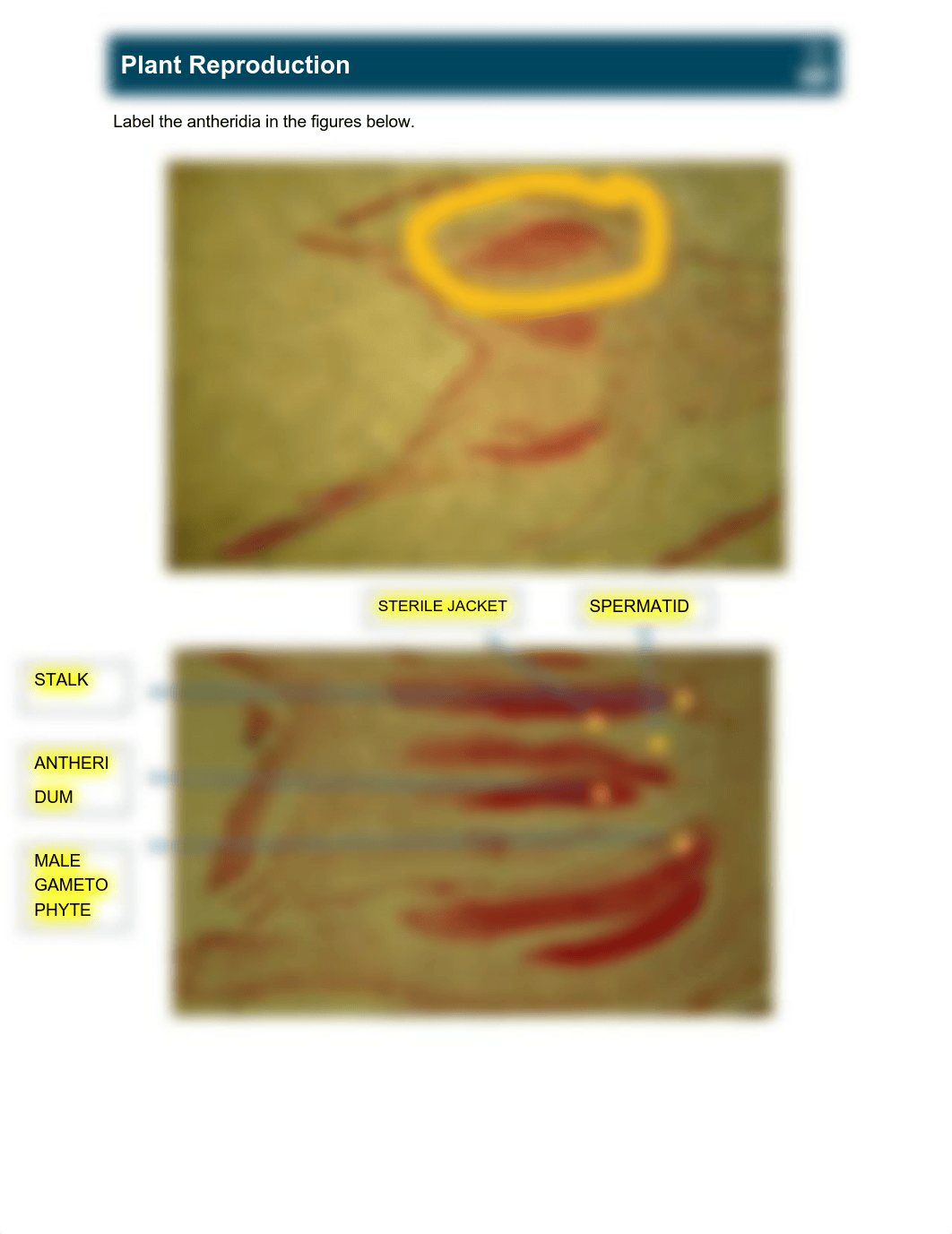 LAB+22+Steven+Avila.pdf_dl81ovwmis7_page3