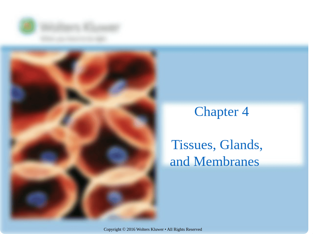 chapter 4 tissues. membranes. glands  mj revised.pptx_dl8t0d3e8sa_page1