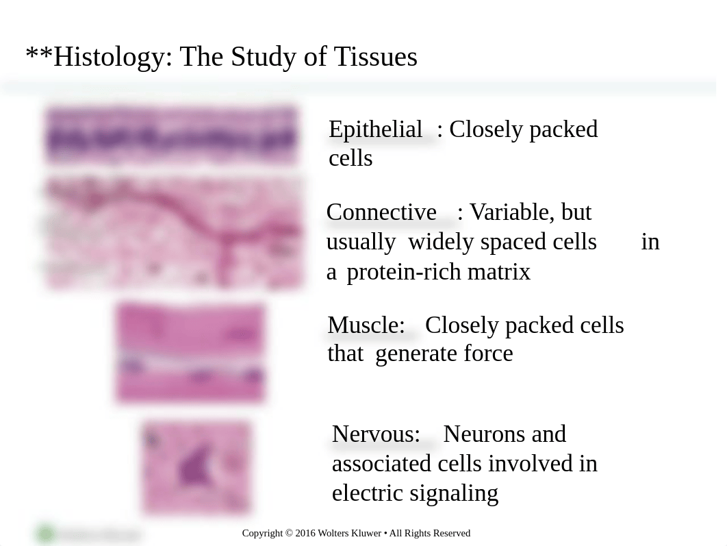 chapter 4 tissues. membranes. glands  mj revised.pptx_dl8t0d3e8sa_page3