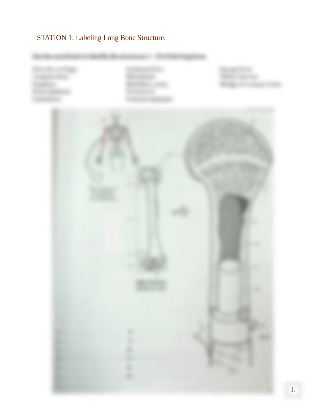 Bone and Muscle Tissue Worksheet.pdf_dl8us2d1uc0_page1