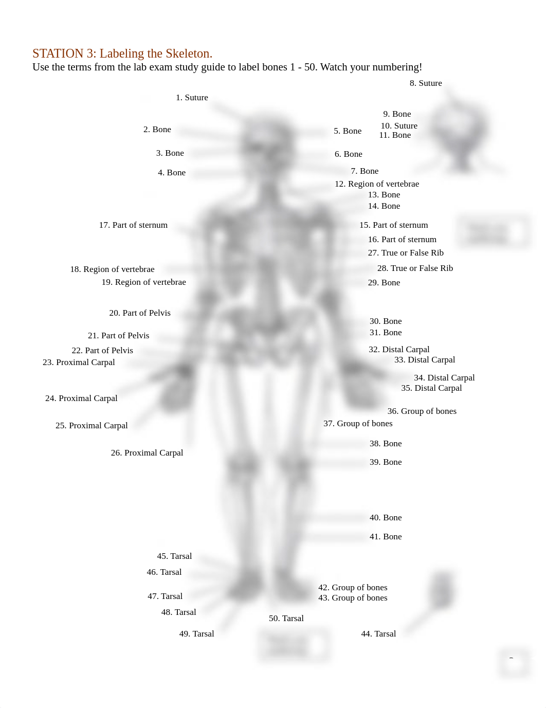 Bone and Muscle Tissue Worksheet.pdf_dl8us2d1uc0_page3