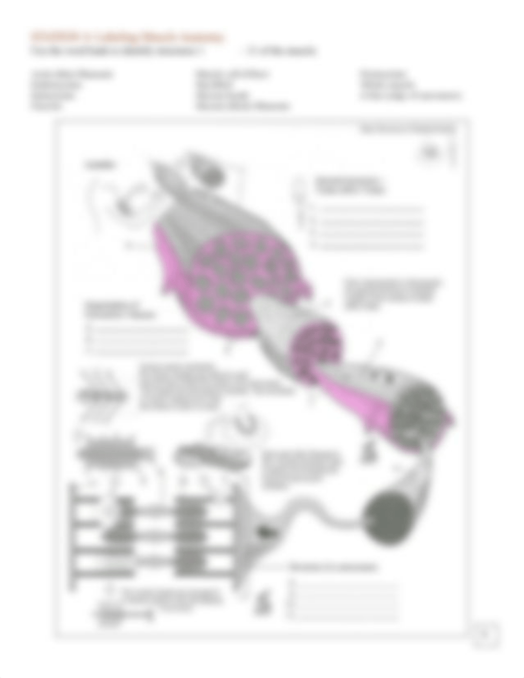 Bone and Muscle Tissue Worksheet.pdf_dl8us2d1uc0_page4