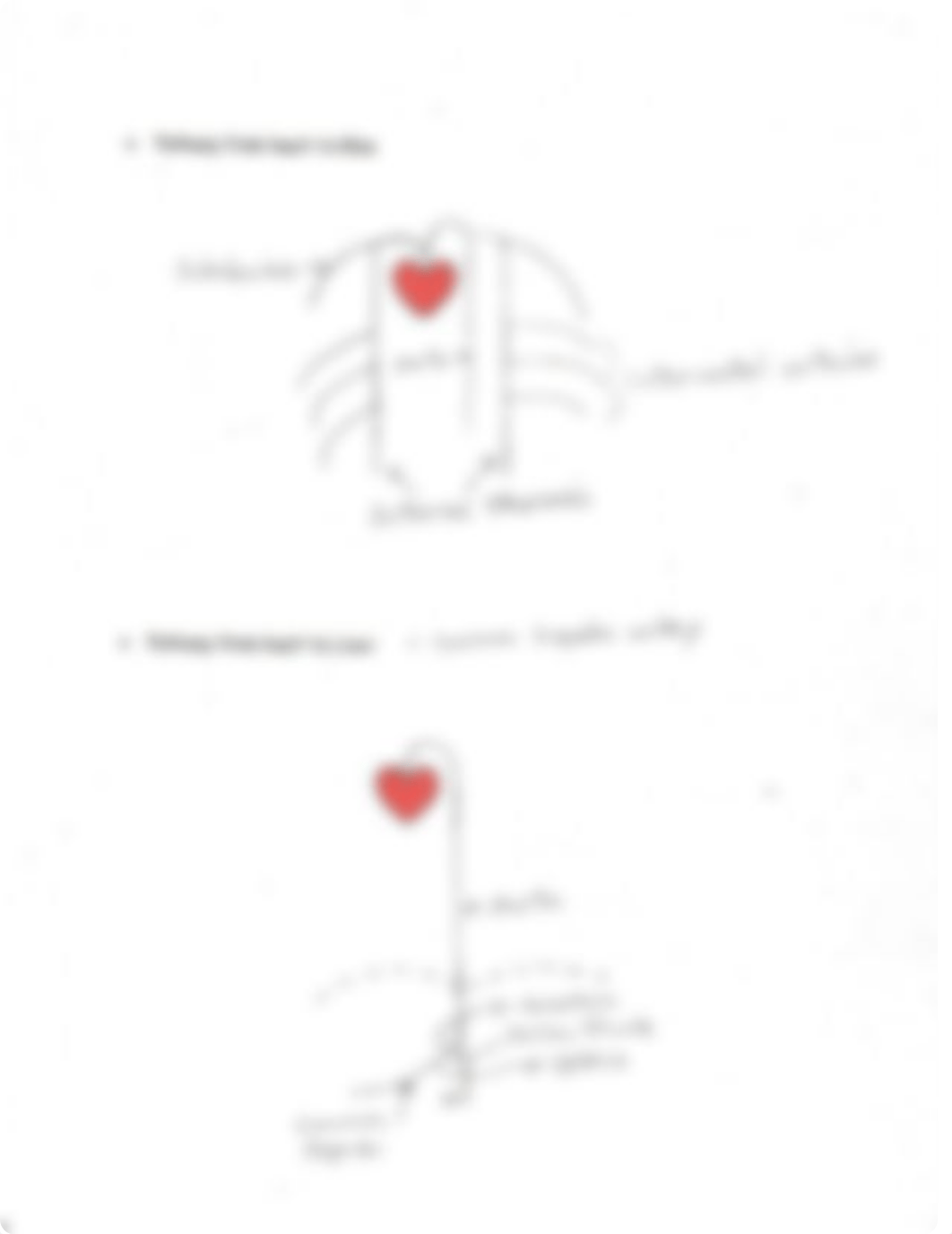 Arterial+Pathways_Answers.pdf_dl973n5muix_page4