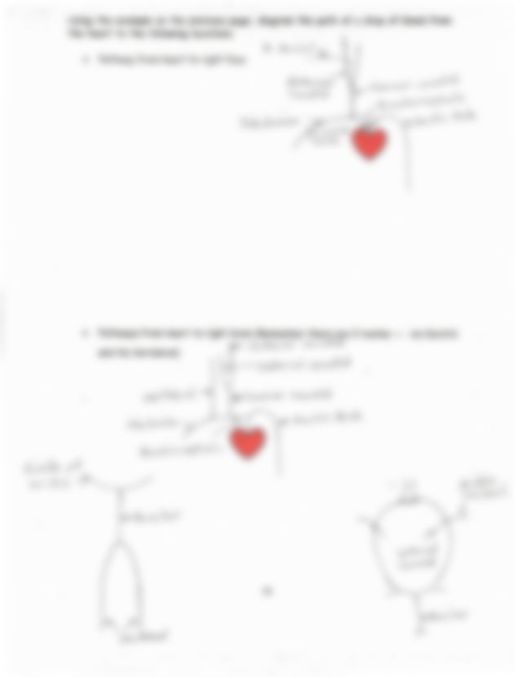 Arterial+Pathways_Answers.pdf_dl973n5muix_page1