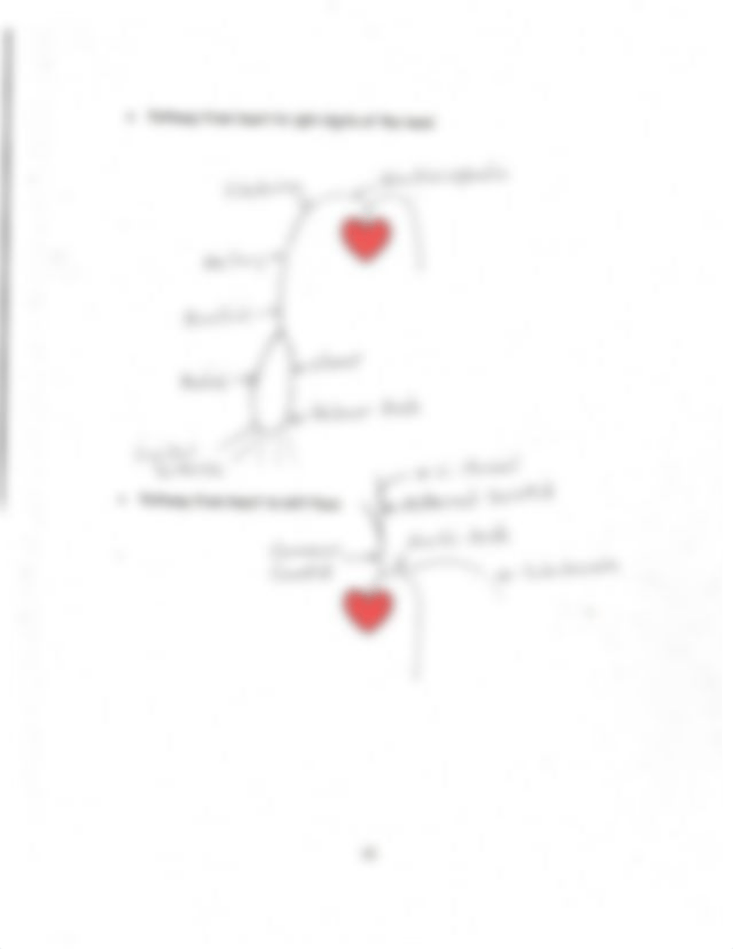 Arterial+Pathways_Answers.pdf_dl973n5muix_page2