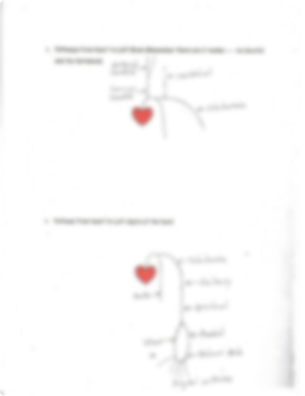 Arterial+Pathways_Answers.pdf_dl973n5muix_page3